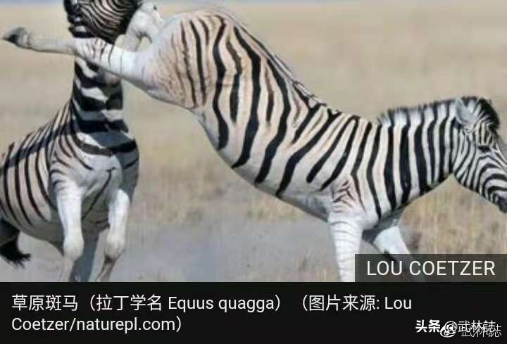 The martial arts champion in the wild animal world - iNEWS