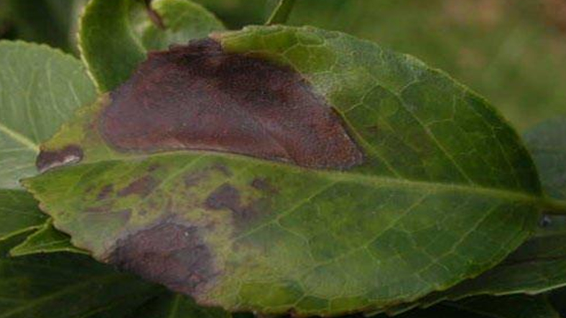 Camellia often wilt and die in summer, which may be caused by this