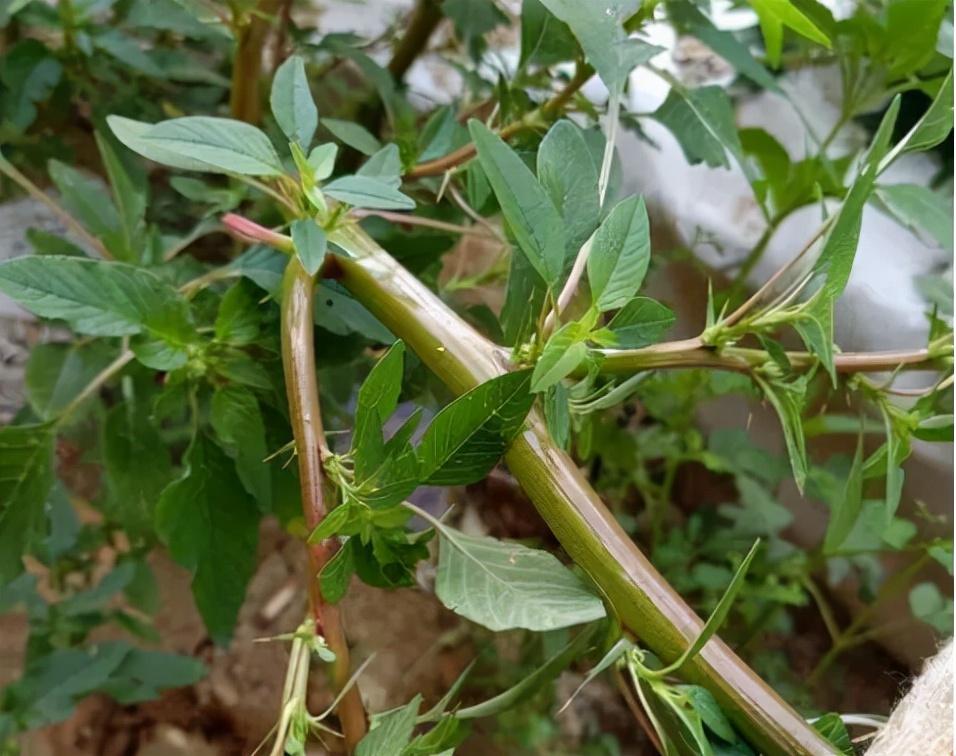 Amaranth Invasive Amaranth: a different invasive species, some elders also want it, the ...