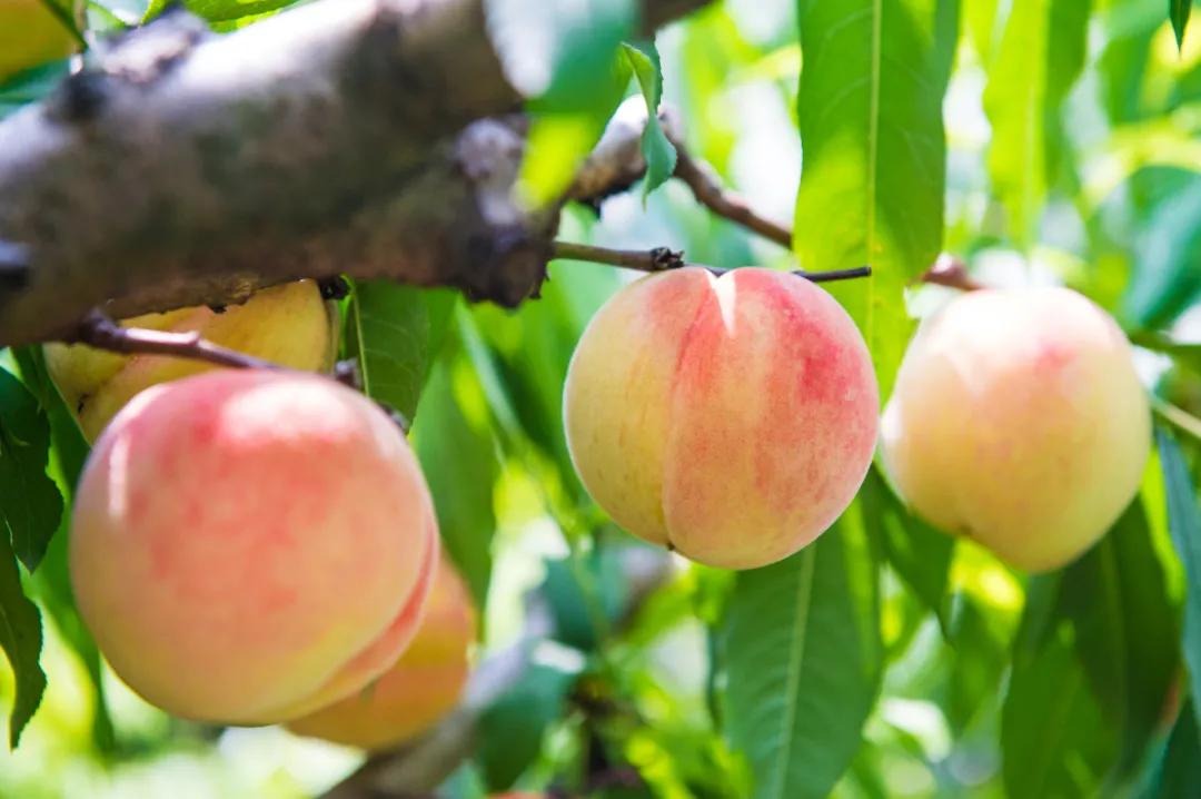 These 3 ways to eat peaches are too hurtful!Those who don't know should