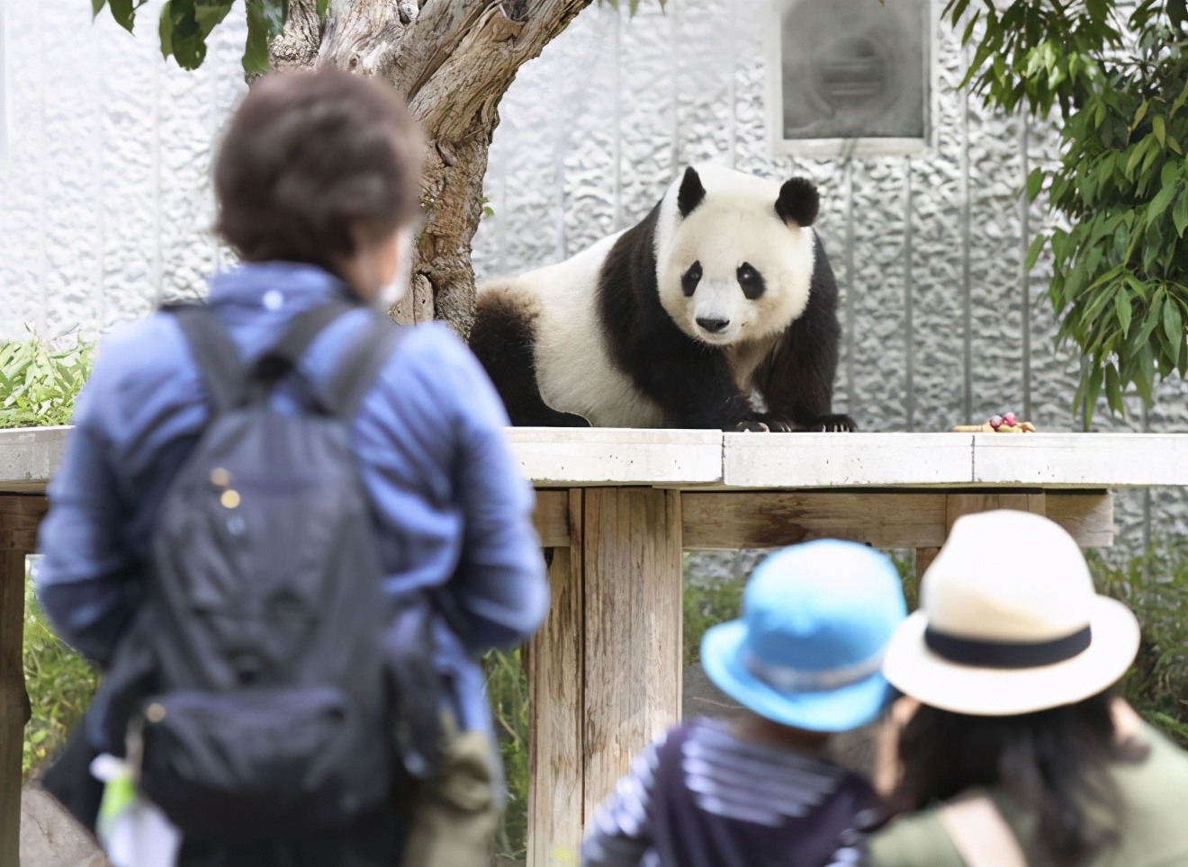 The 25-year-old giant panda Dandan who has been traveling to Japan ...