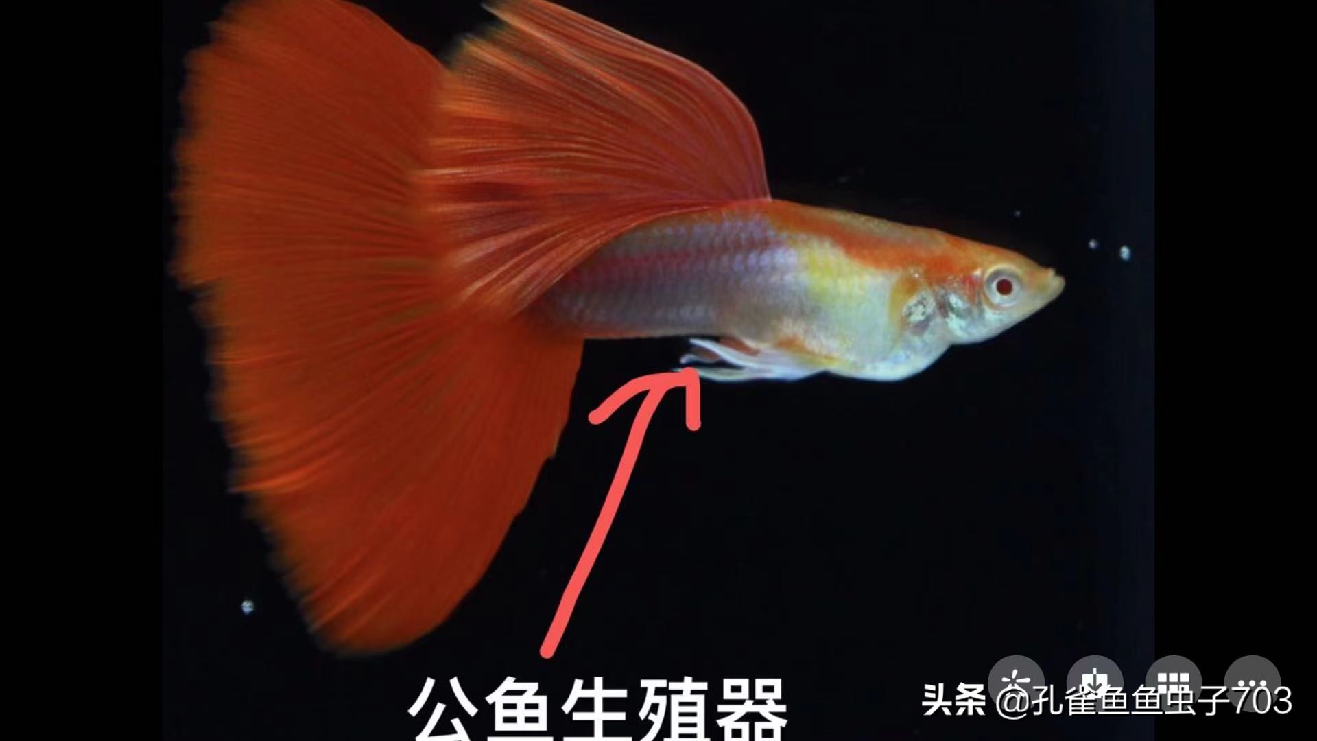 How do guppies mate? iNEWS