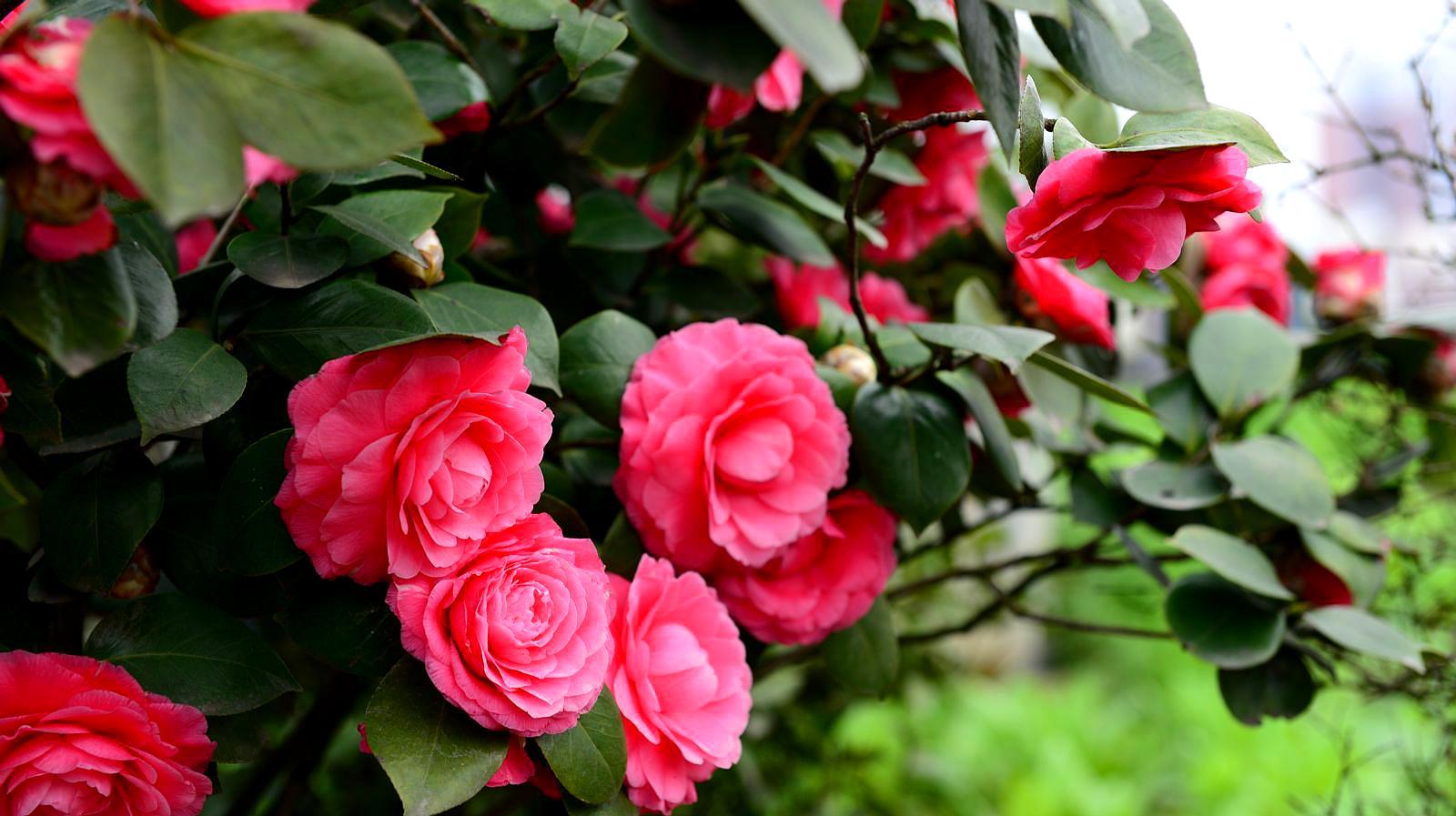 Camellia often wilt and die in summer, which may be caused by this