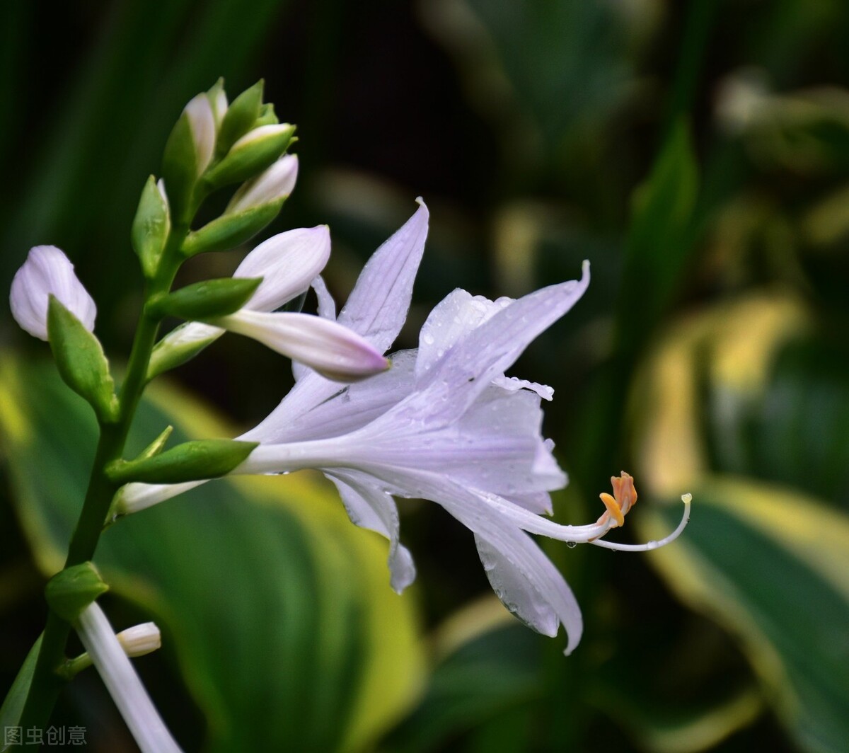 The list of flowers and plants that won't die at minus 20 degrees, planted in the northern