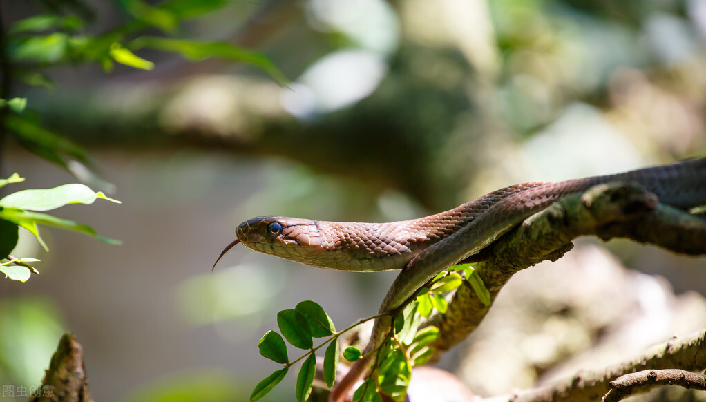 Rumors about snakes in rural areas: realgar drives snakes away, goose ...