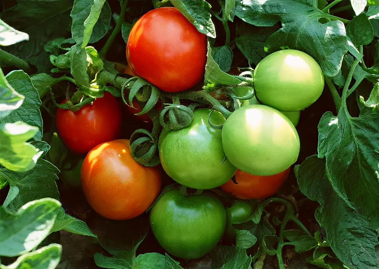 Can tomatoes be poisoned?real iNEWS