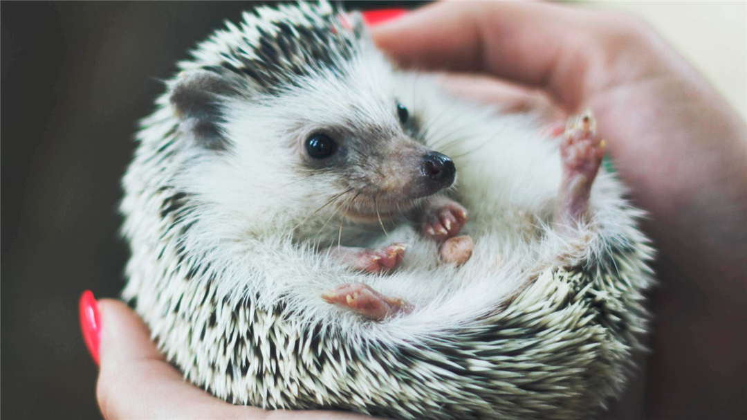 Can hedgehogs hunt snakes?Hedgehog eats snakes and chews slowly. A meal