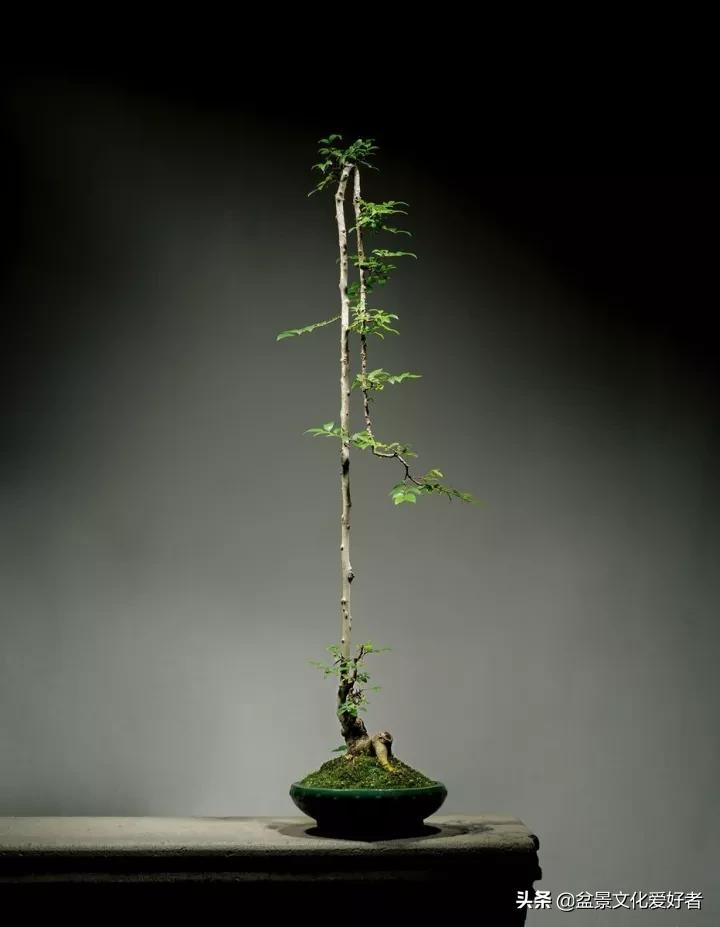 The most beautiful literati bonsai, incredible iNEWS