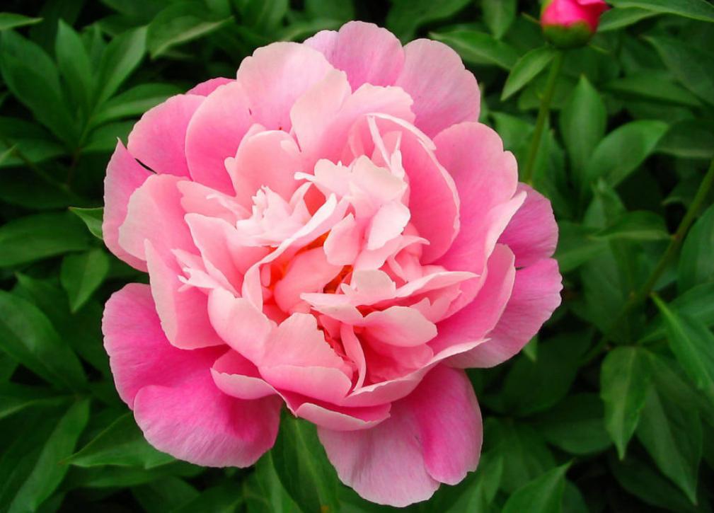 Only the true color of peony can move the capital when the flowers