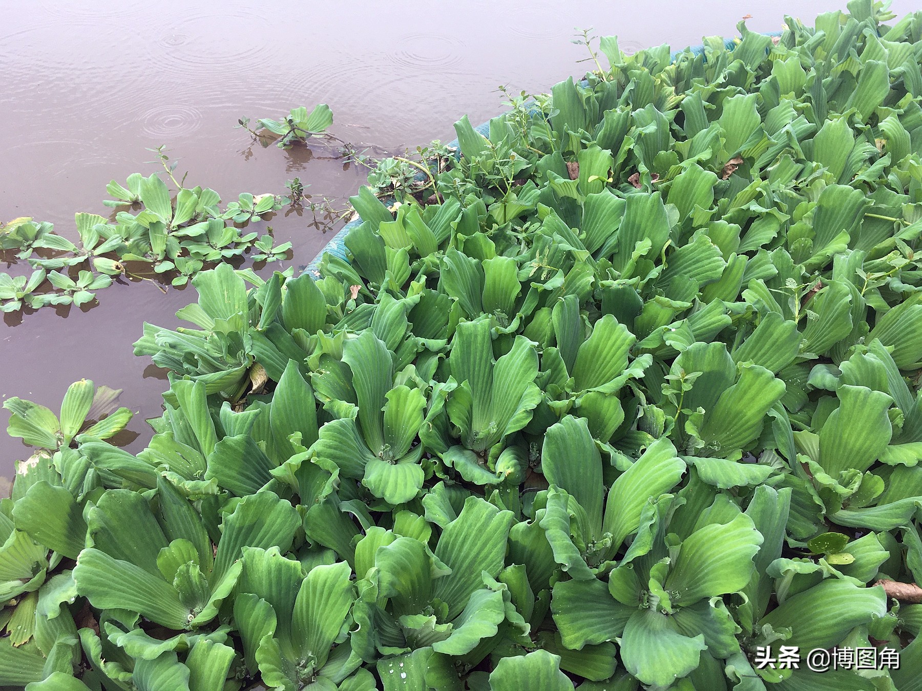 Water cabbage There are many Suya Lake in Zhumadian, natural enemies