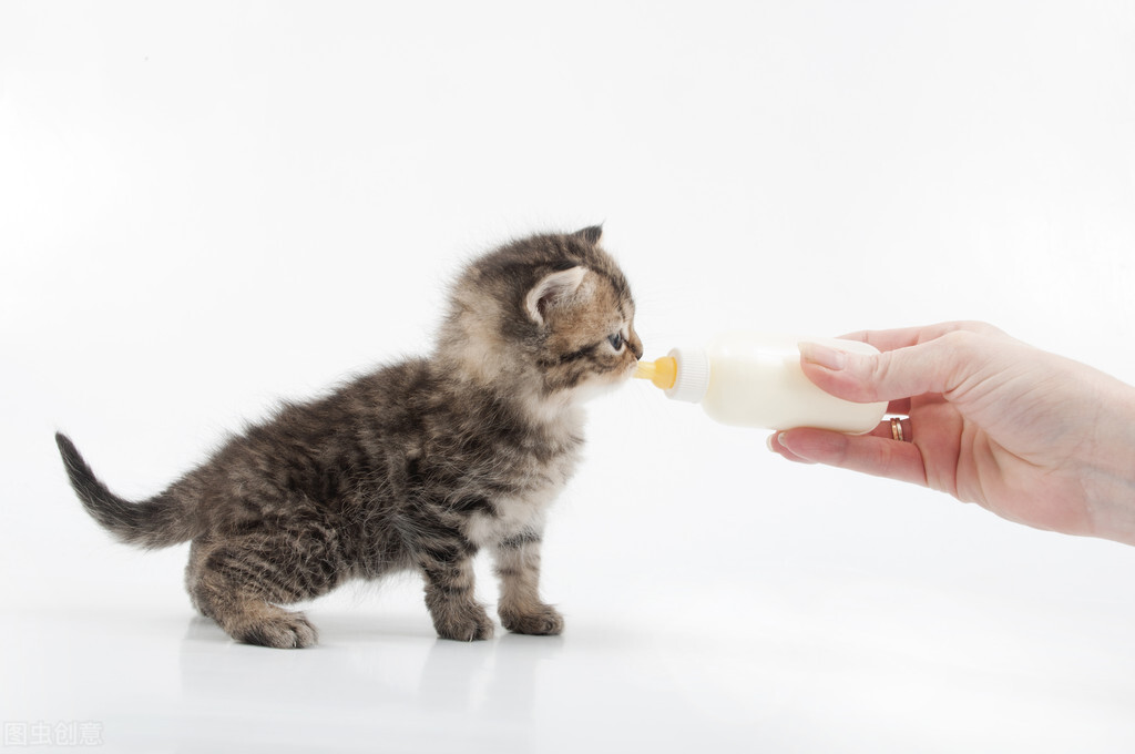 What else can kittens eat besides cat food iNEWS