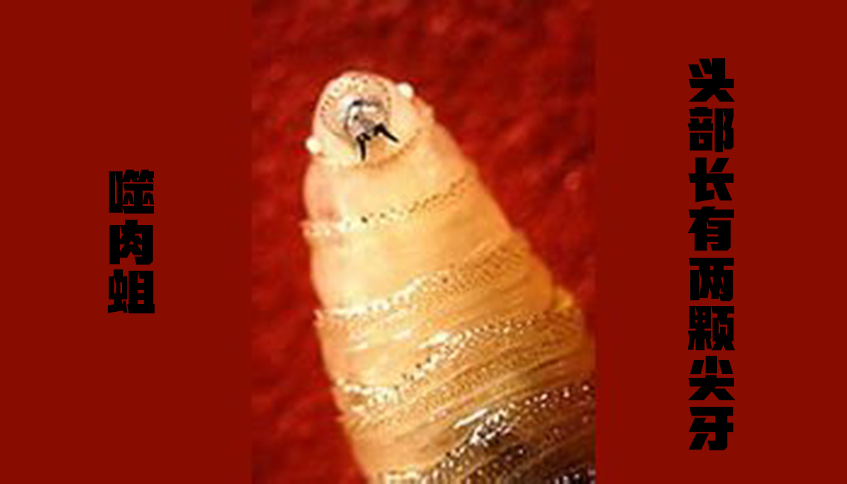 The maneating fly can be called a bloodthirsty drill bit, and nearly a