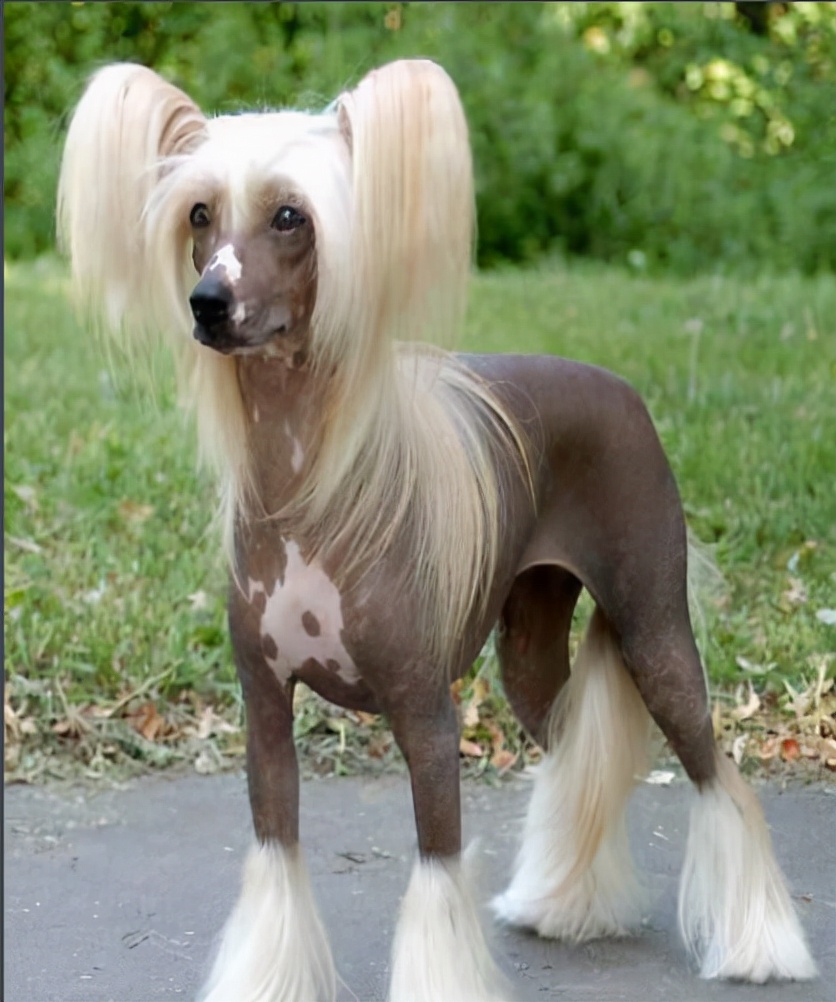 The three largest hairless dogs in the world, the Chinese Royal Naked Dog is truly a godlike