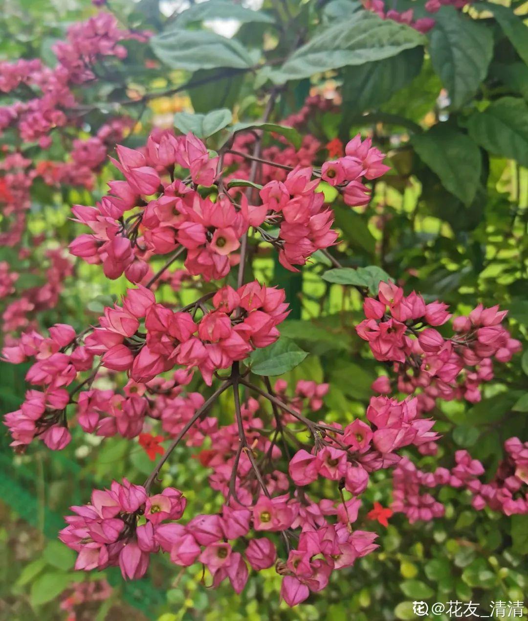 21 kinds of bully flowers, come to you iNEWS