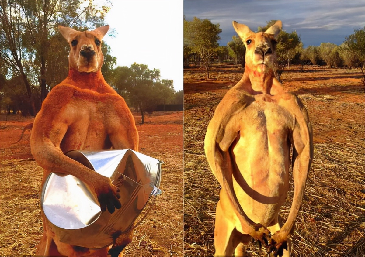 Can kangaroos eat?Envy the muscles of kangaroos?Then you have to