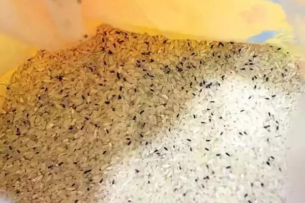 These two kinds of rice or 