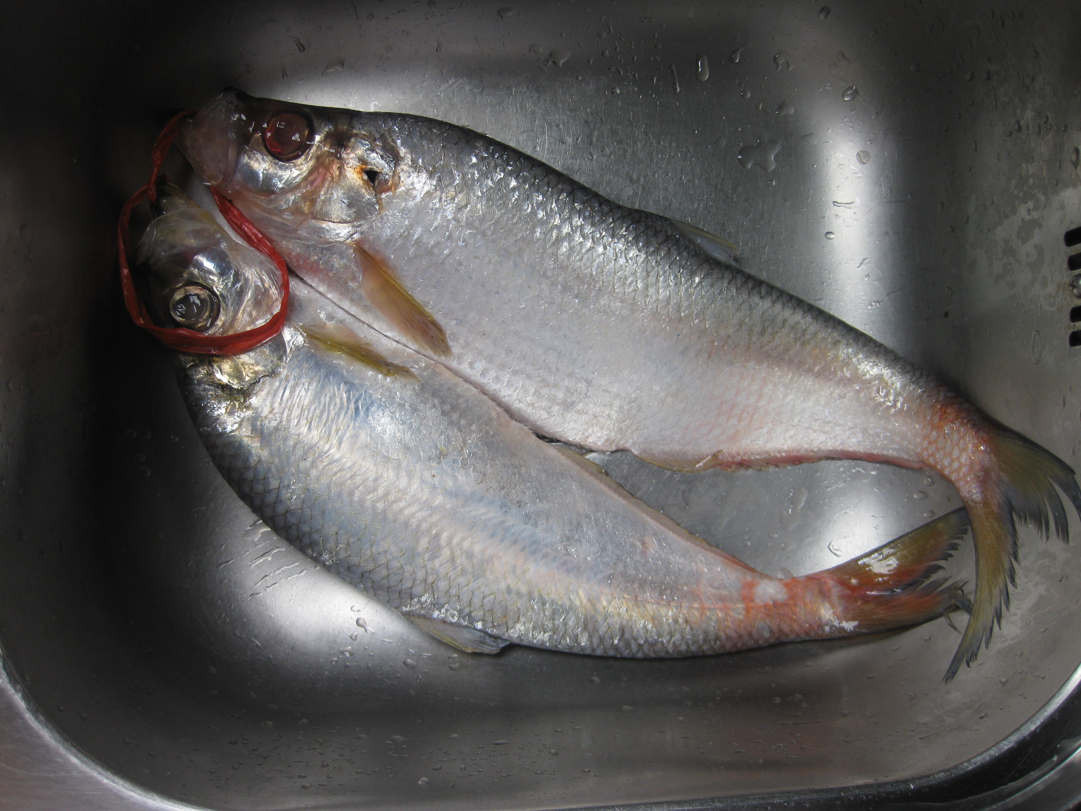 Open the sea, explain in detail the severely underestimated marine fish ...