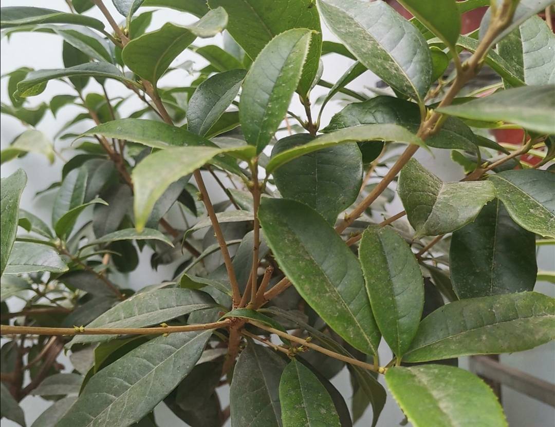 Osmanthus fragrans grows bud stage, supplement it with 1 kind of