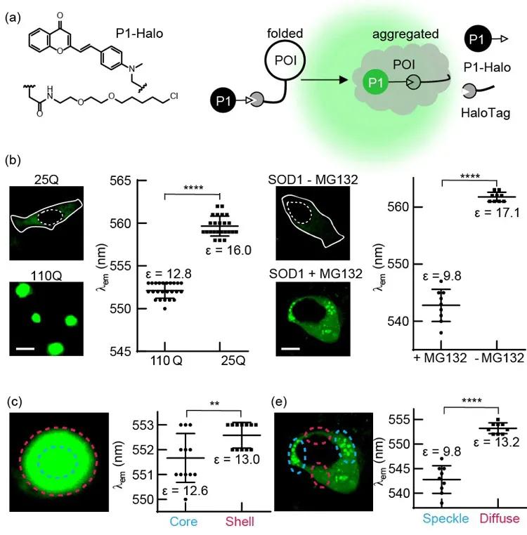 Lysochromic fluorescent probe molecules reveal the heterogeneity of