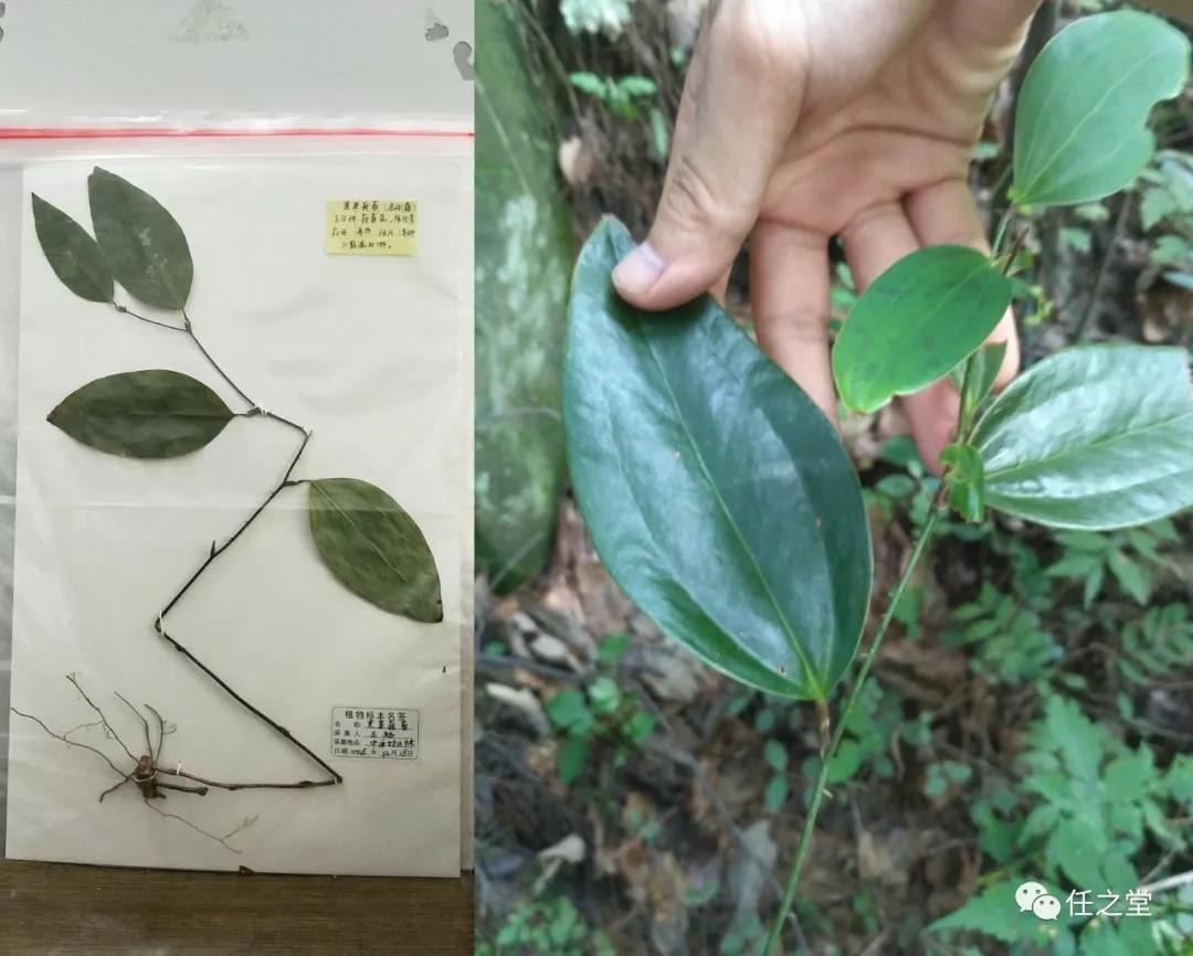 中医村药物志黑果菝葜