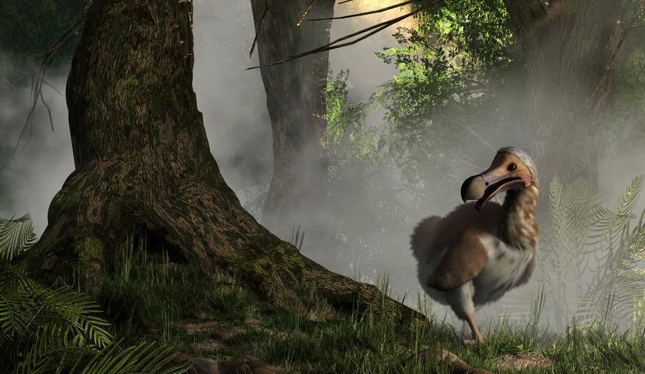 How did the dodo go extinct?
