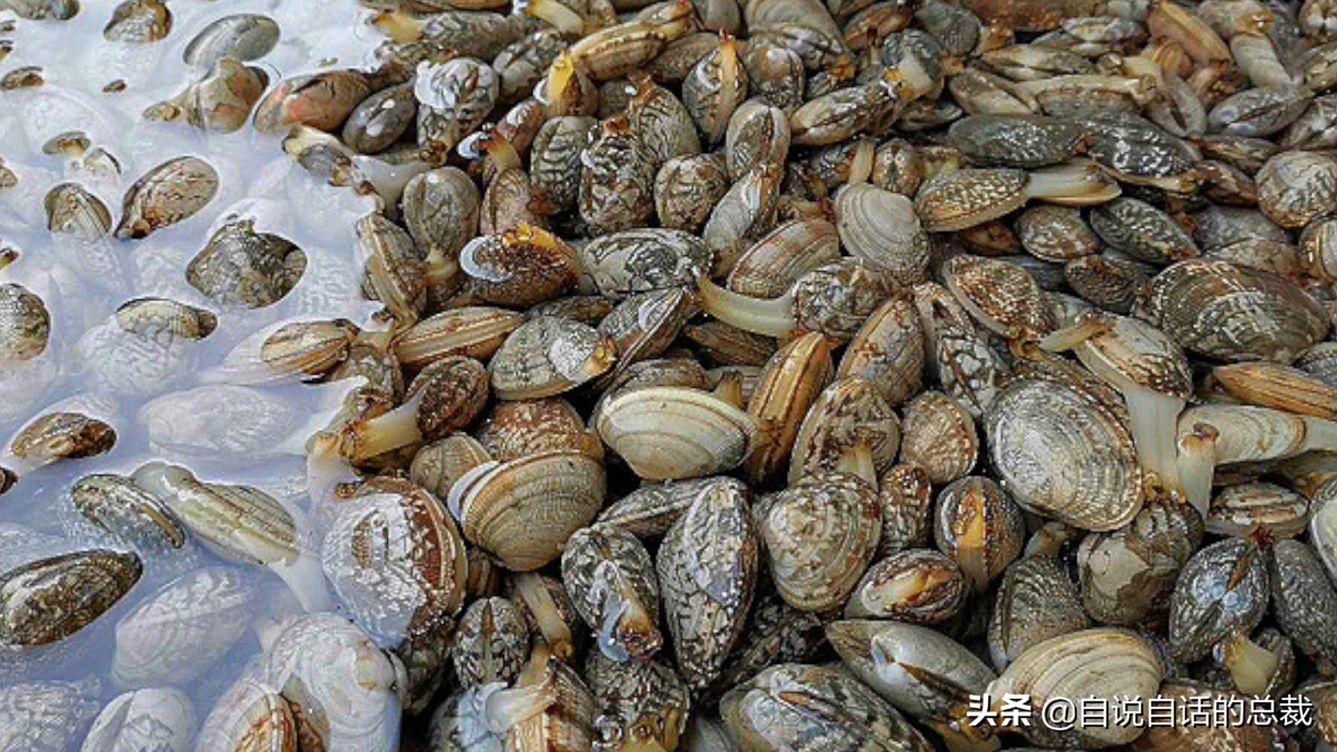 What is the difference between clams, cockles, clams, oysters, and