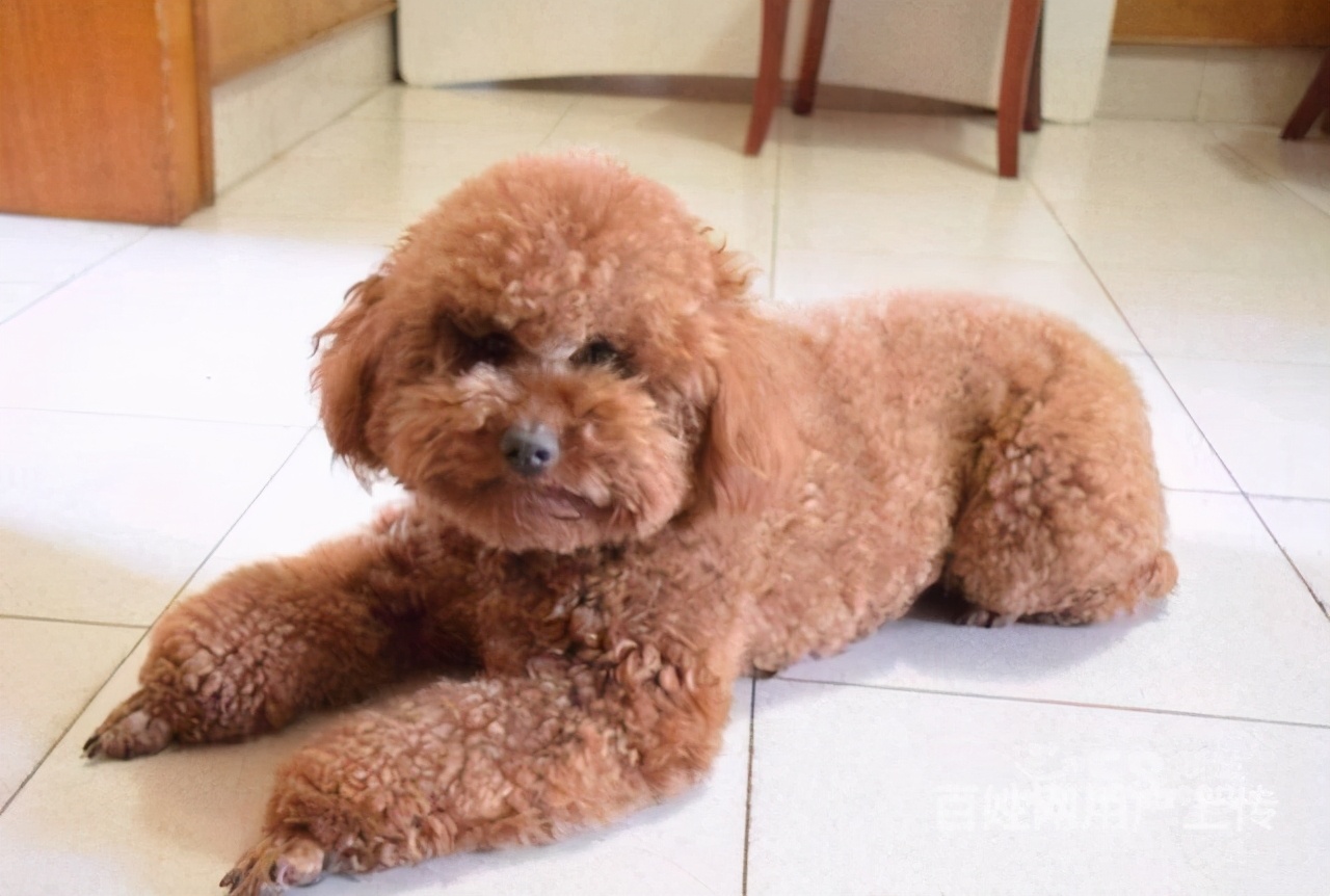 Why does Teddy "not sleep in the kennel" and like to sleep with you