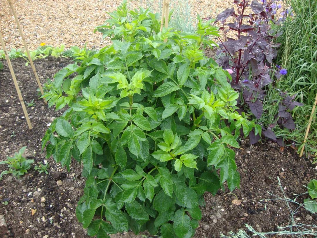 Dahlias do not bloom in summer and have more yellow leaves. Learn these