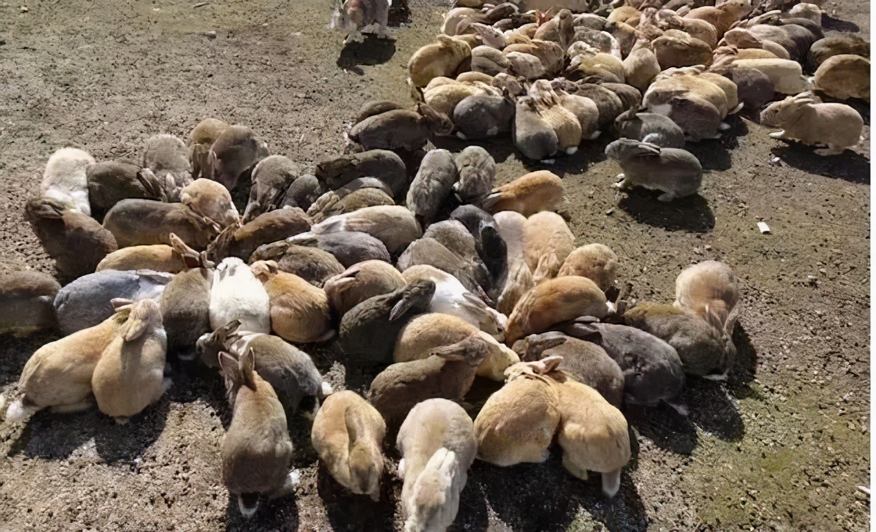 Australian Rabbit Wars for a hundred years, hundreds of billions of ...