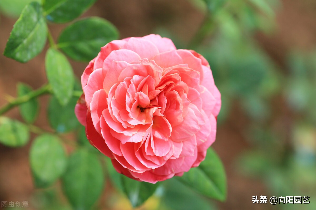 How to cut rose flowers?Heavy cut or light cut?Learn pruning methods