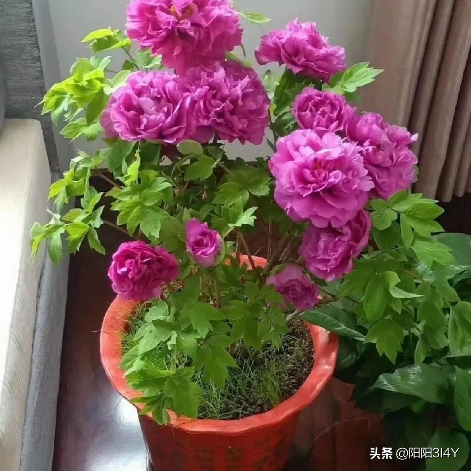 How to breed peony, the king of flowers iNEWS