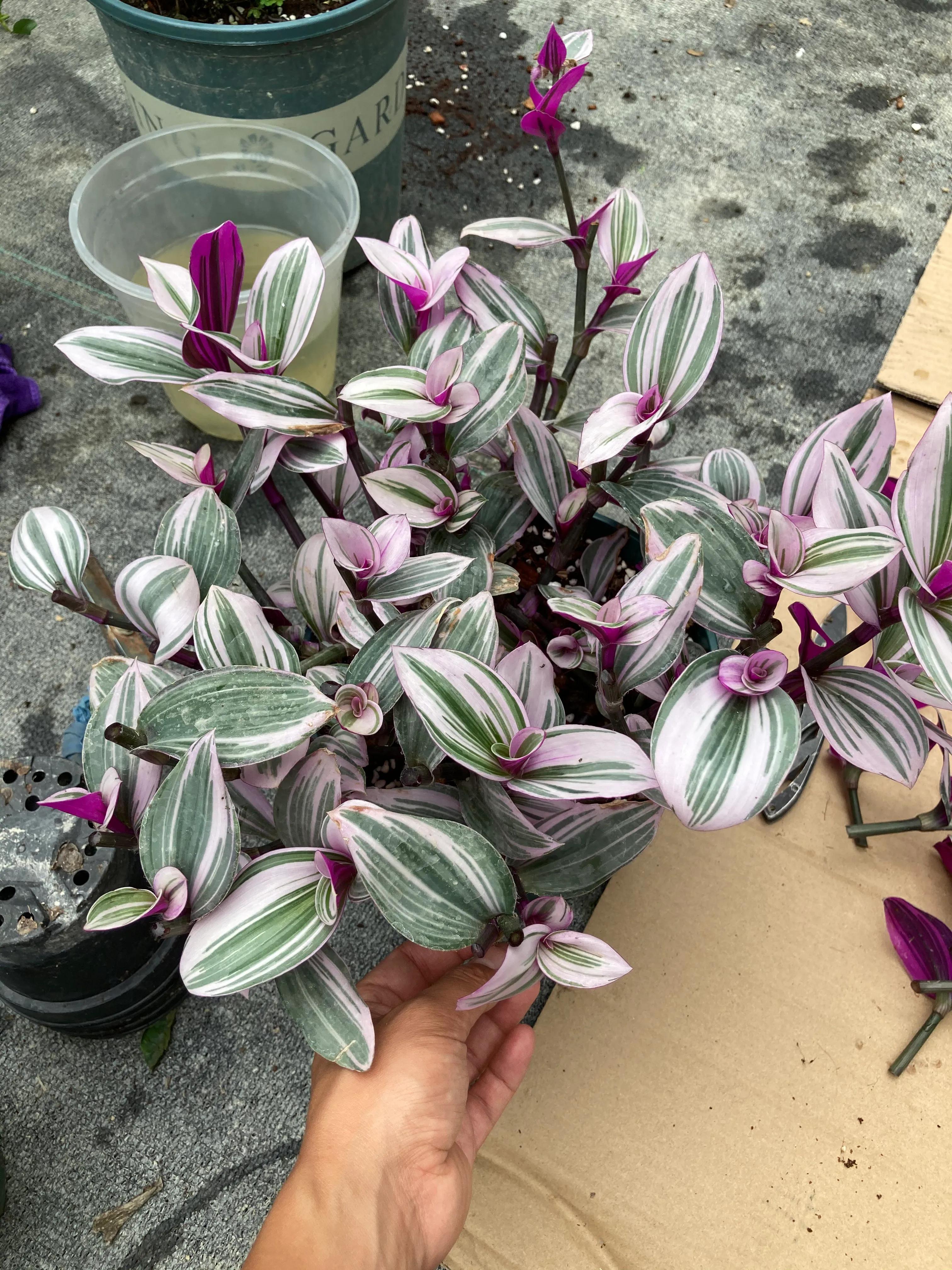 black succulent plant Shop 'Black Rose Succulent - Aeonium Zwartkop' Care and Info