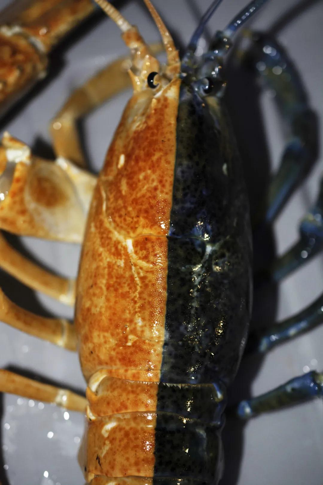 Hermaphrodite!The U.S. exhibits extremely rare twocolor lobsters, with