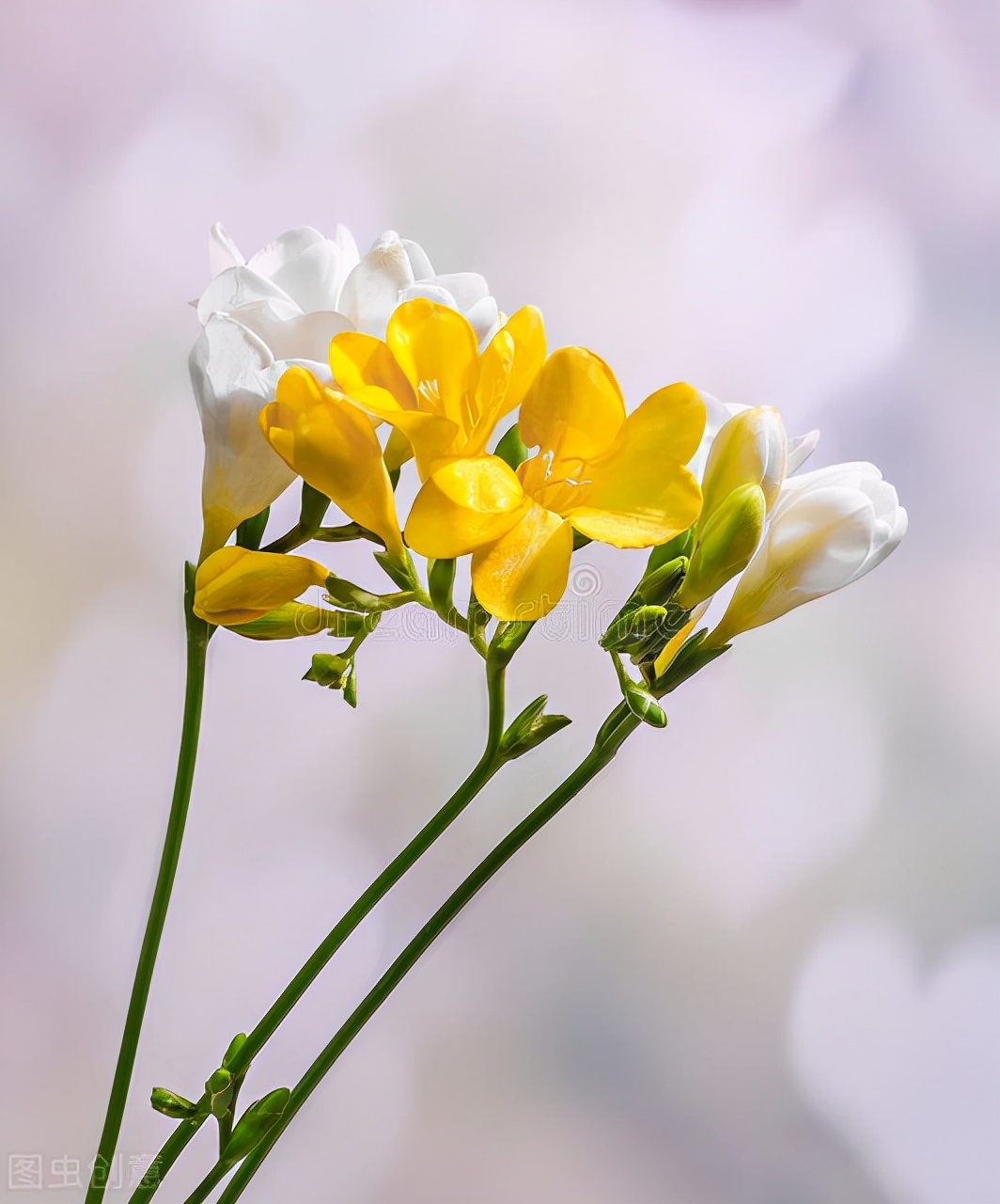 Which bouquets of flowers from Housewarming have good meanings? iNEWS