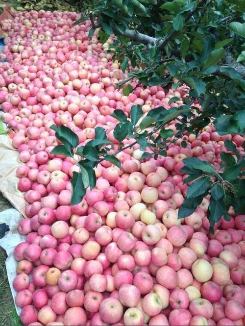 The best time to eat apples iNEWS