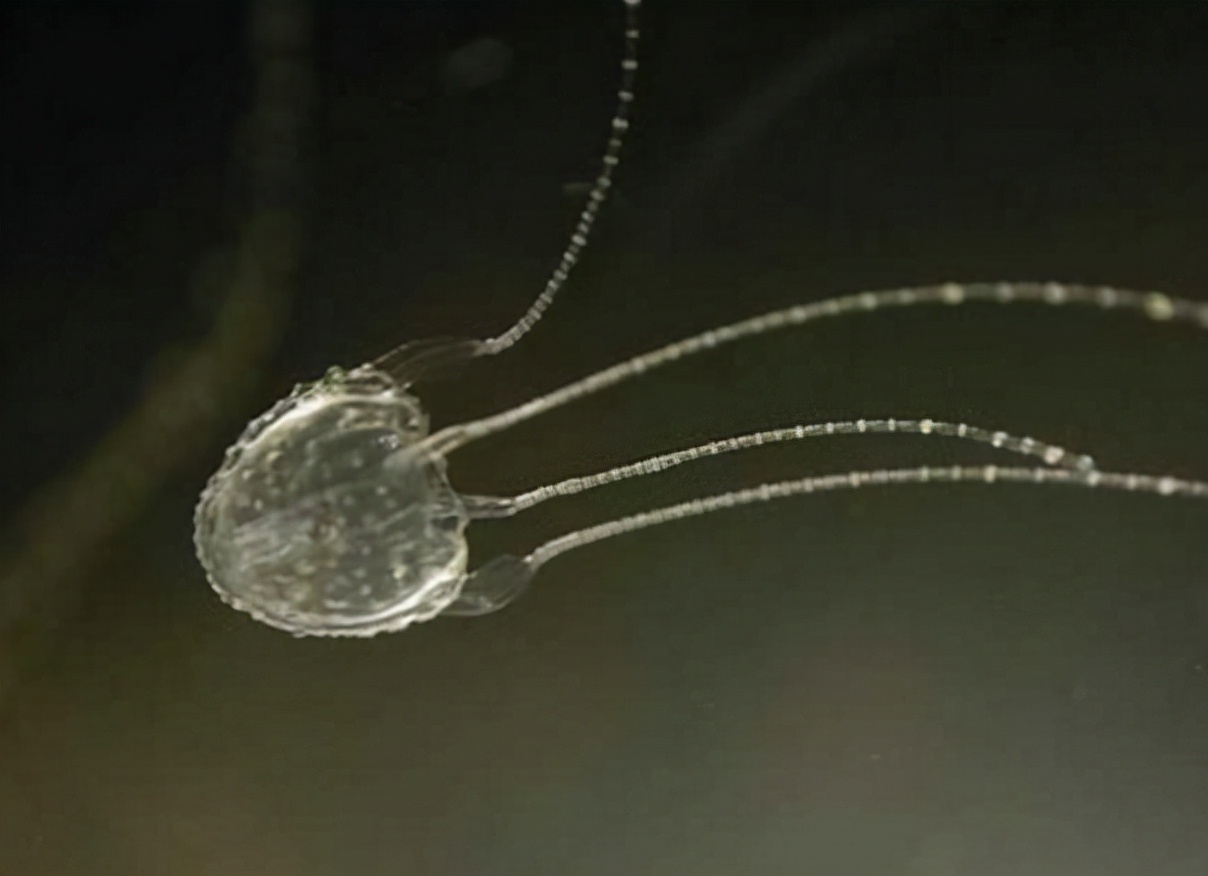 The smallest jellyfish in the world, the Yilukanji jellyfish is only a