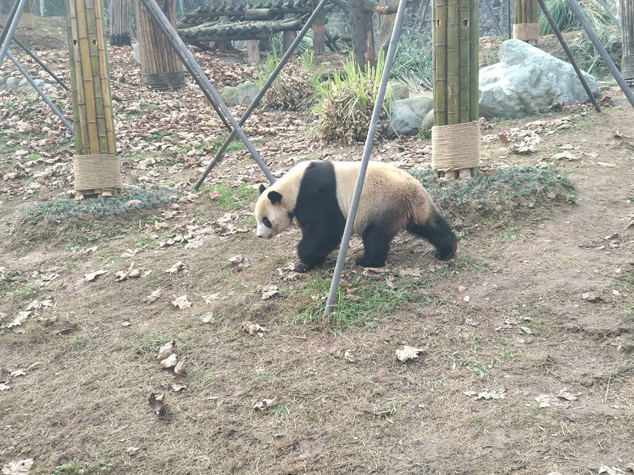 The giant panda's wish to take a color photo has come true. Qinling has ...