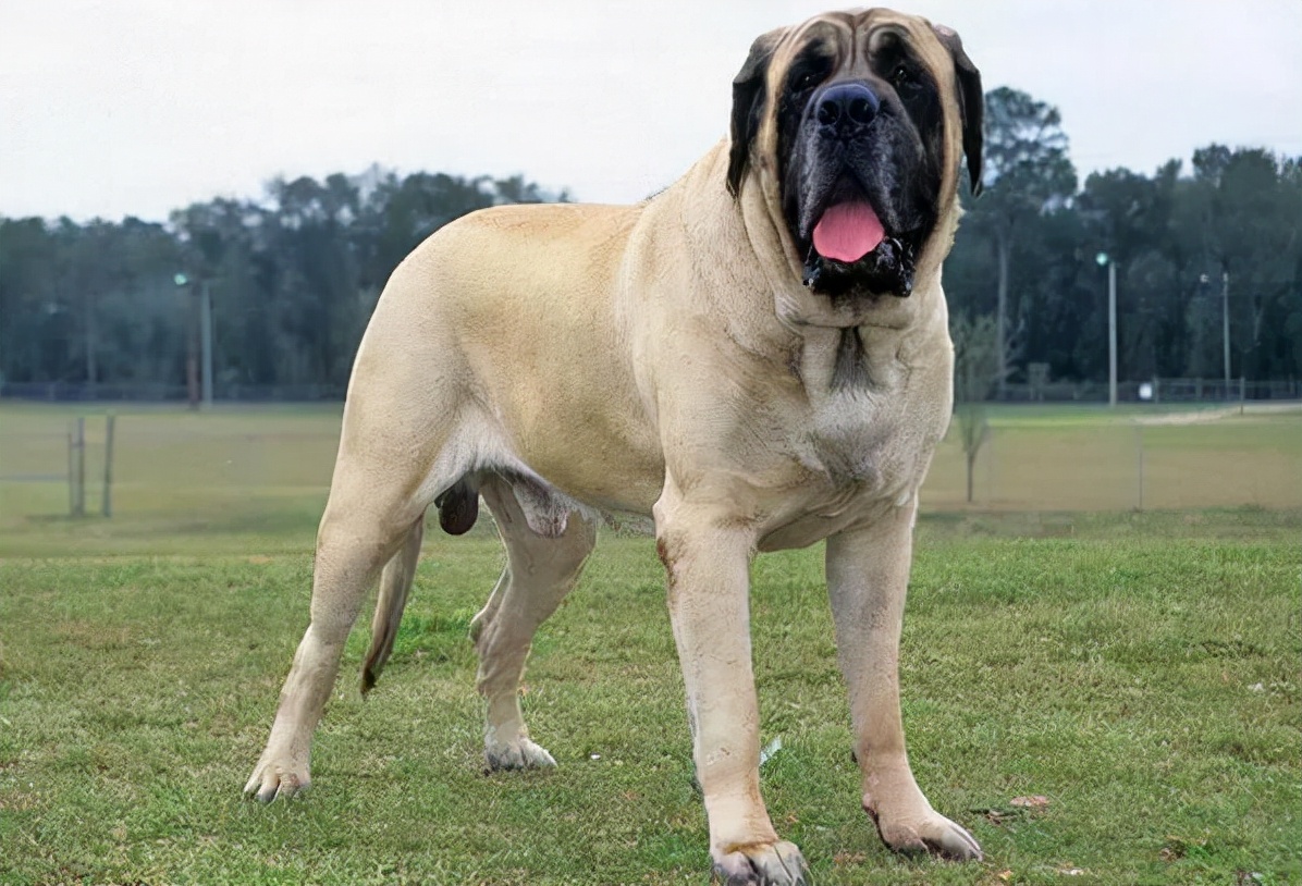 самая большая порода собак в мире фото