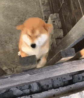 笑死人的动态图片：年纪轻轻就想玩死自己，佩服