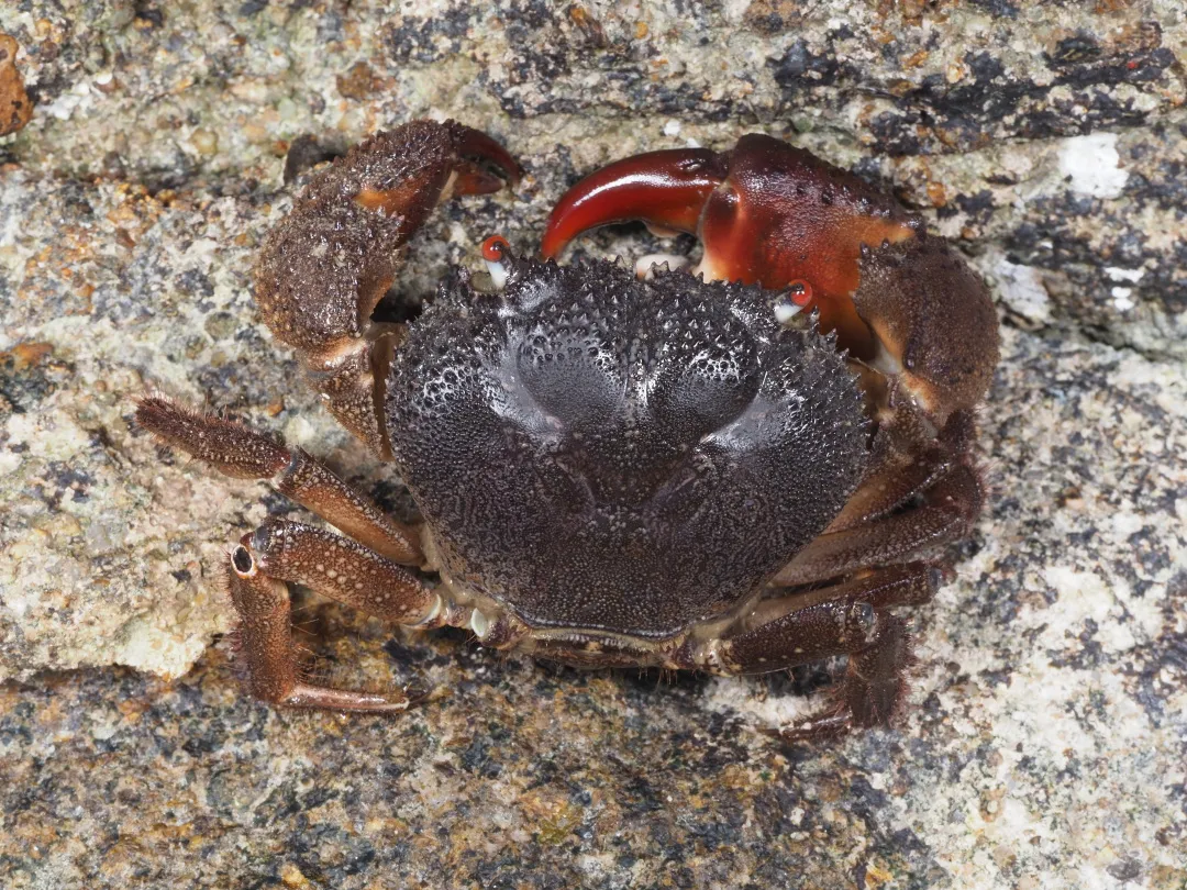 Eating crabs can cause poisoning to the hospital?There are many "poison