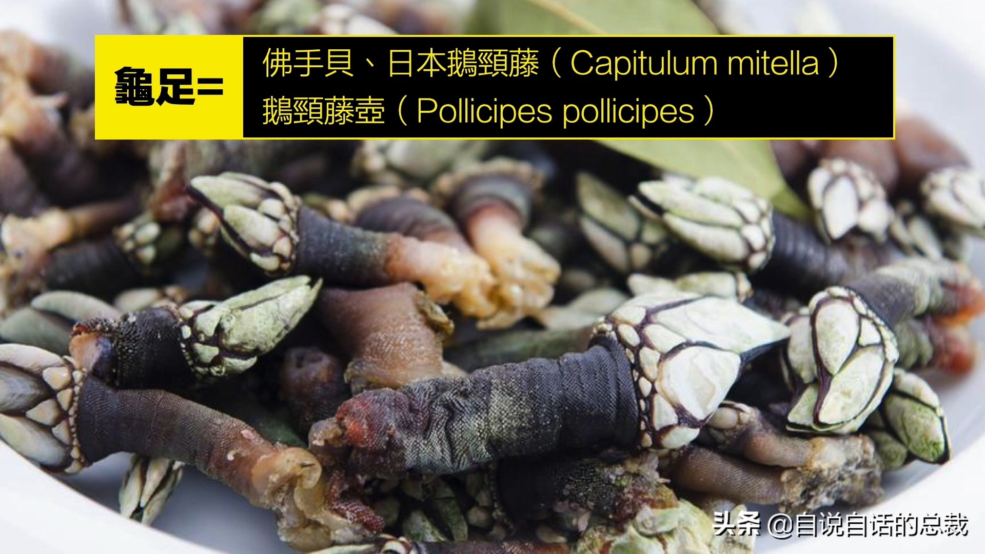 What is the difference between clams, cockles, clams, oysters, and