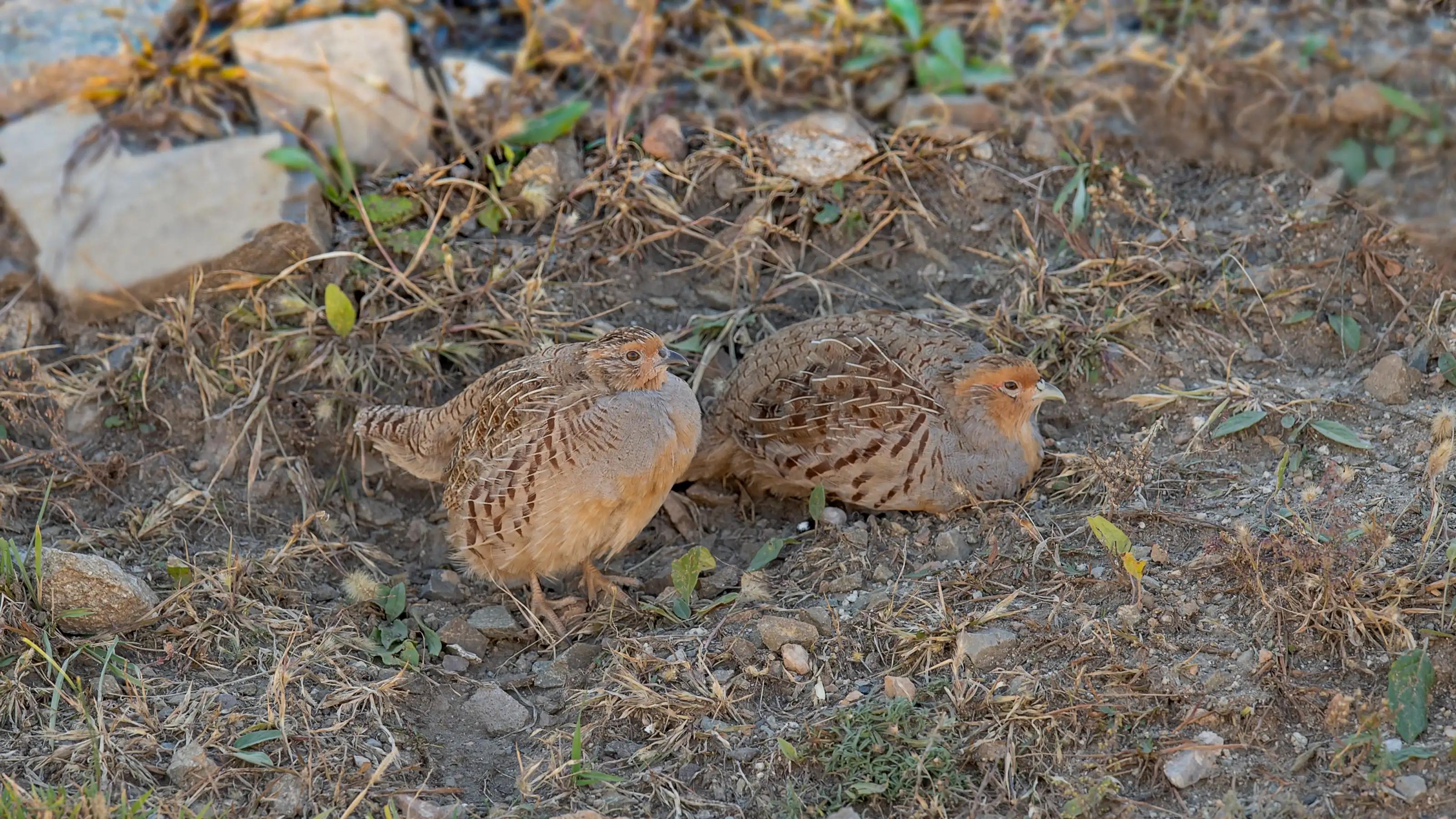 Spotwinged quail sand half chicken iNEWS
