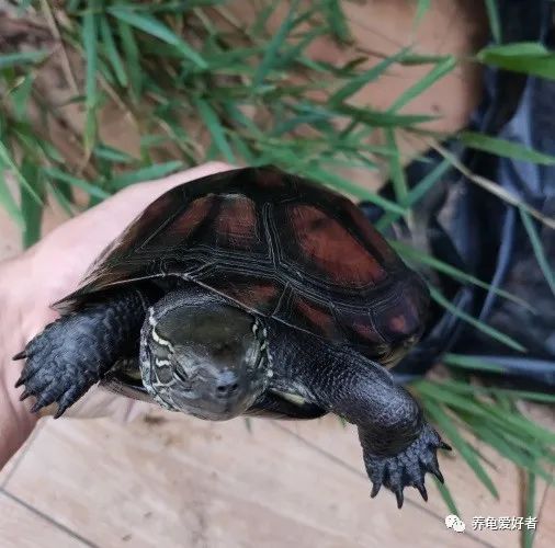 Can tortoises communicate with each other, and in what way? - iNEWS