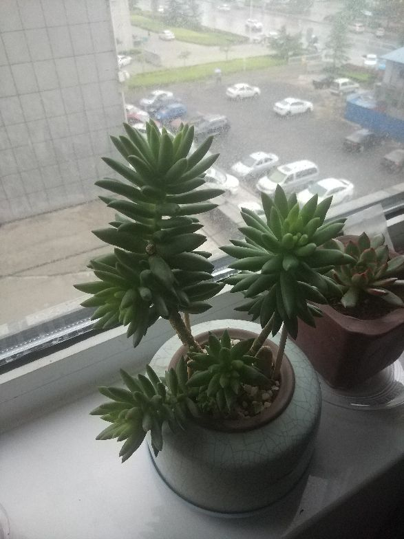 Succulents grow old and tall, and grow into "skinny tall rods", which