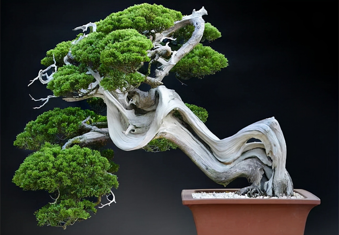 The History of the Development of Chinese Bonsai Culture iNEWS