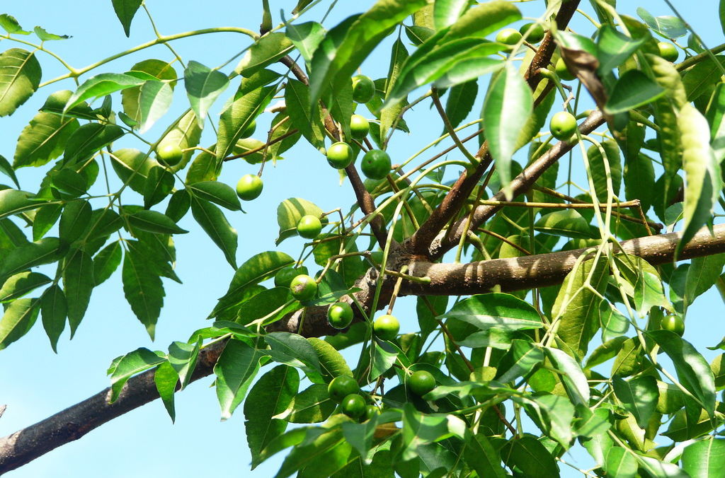 The role and use of "Neem tree" iNEWS