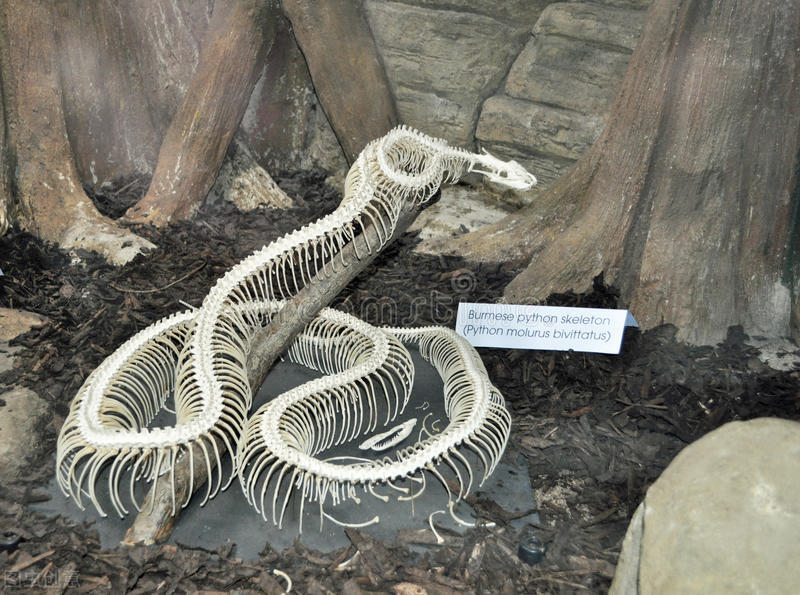 People say that snakes have a bad memory and can't remember the smell ...