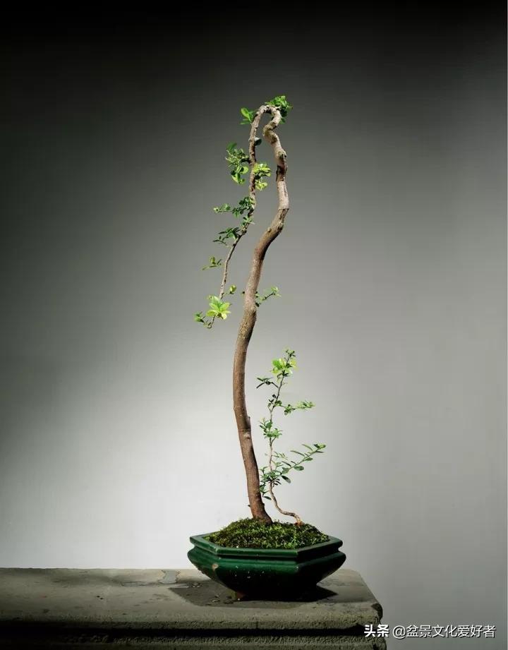 The most beautiful literati bonsai, incredible iNEWS