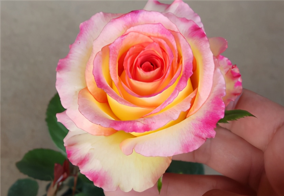 The "most expensive" rose flower, with large flowers, bright colors and