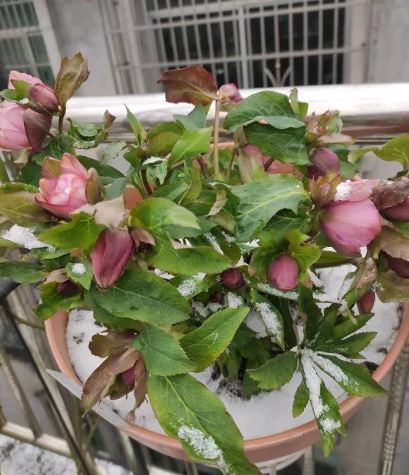 Flowers that won't die at minus 10 degrees, do not need to move into the house, they bloom